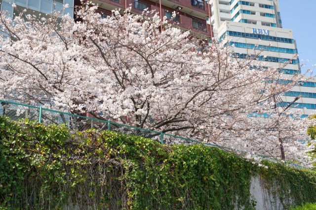 公園端の土手上に密度の濃い桜地帯があります。