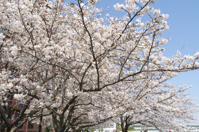 頭上桜のアーチ。憩う人も多いです。