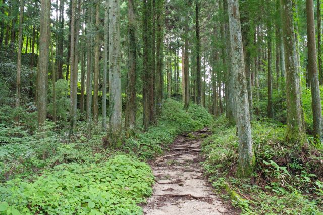 自然の山道を進んで行きます。