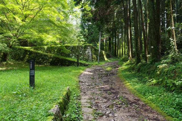 本丸まで100m地点。石垣がありつつ高木が立つ緑豊かな山道。