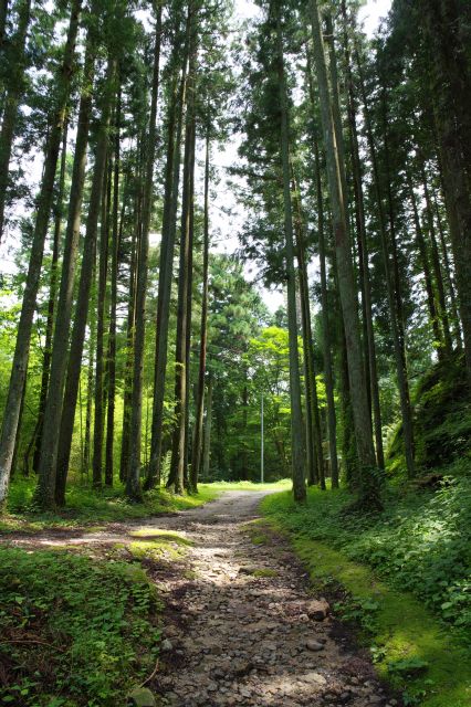 山道は緩やかに。高木の道を進みます。