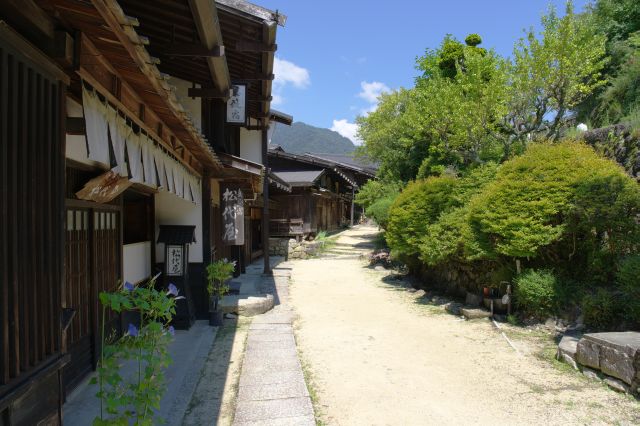 松代屋の前・斜面側は緑あふれる。