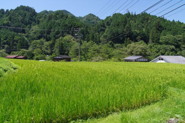 脇道を抜けると美しい水田と山の緑。