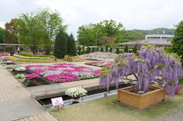 あしかがフラワーパークの写真ページ