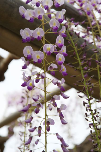 藤の花をズーム。