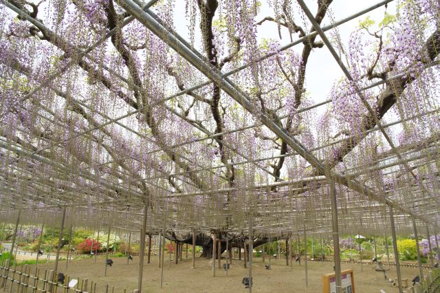 伸びる枝がとても長く迫力があります。