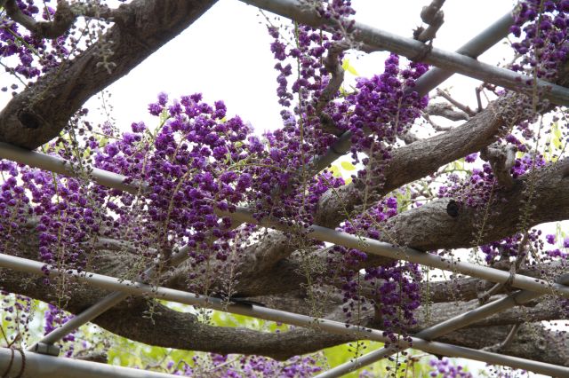 頭上の密度が濃い藤の花。