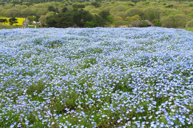 目前のきれいなネモフィラ畑。