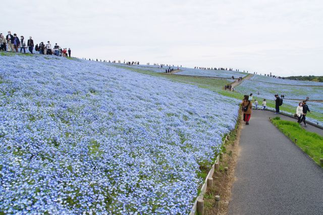 下り道も広大なネモフィラを堪能。