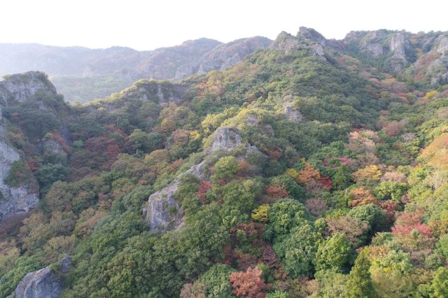 幅広い斜面に紅葉が茂ります。