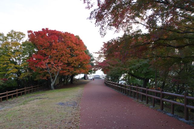 木々に囲われた道、地上より季節が進んでいます。