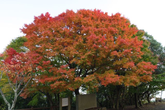 きれいに色づいた紅葉。