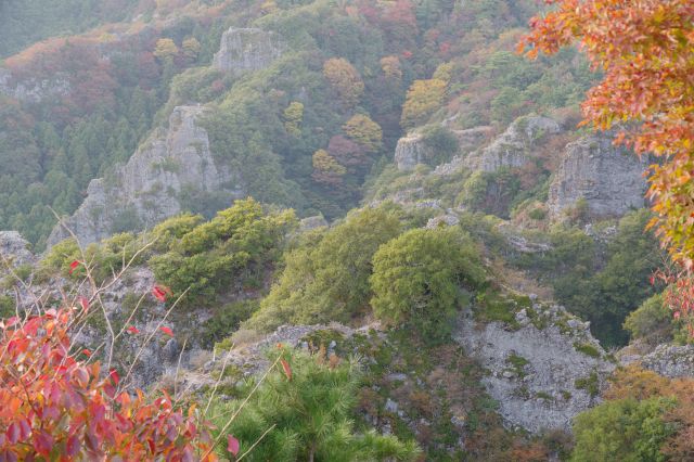 木々の隙間から険しく生々しい岩場が見えます。