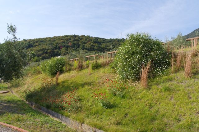 様々な植物が心地よいです。