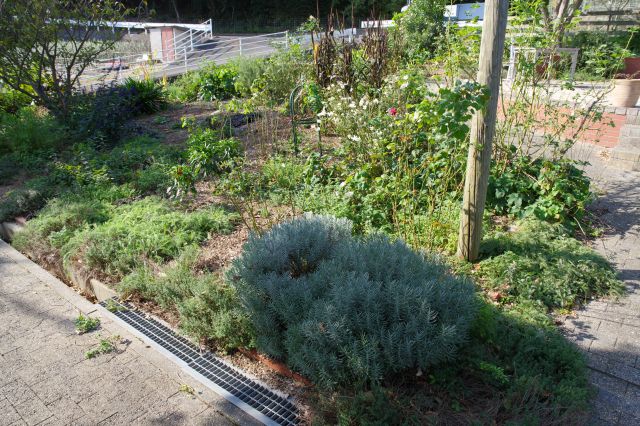 多様な植物から良い香りがします。