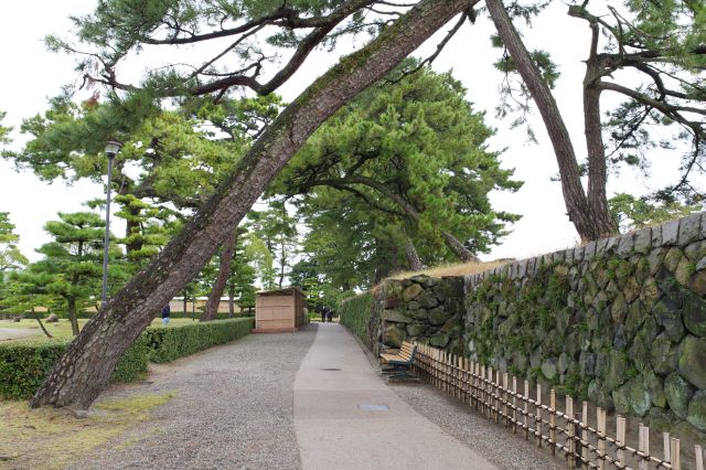 通路を覆うダイナミックな松の木々。