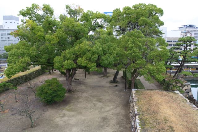 西側の本丸跡には高い木々。