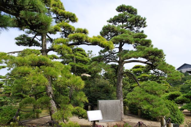 昭和天皇・皇后御手植松があります。