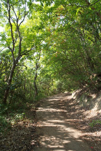 葉っぱの風音、虫の声と自然に癒されながら登ります。