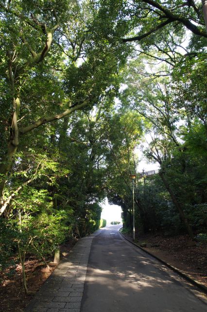 林の散策路は涼しくて空気がきれい、鳥の声も聞こえます。気持ち良い道です。