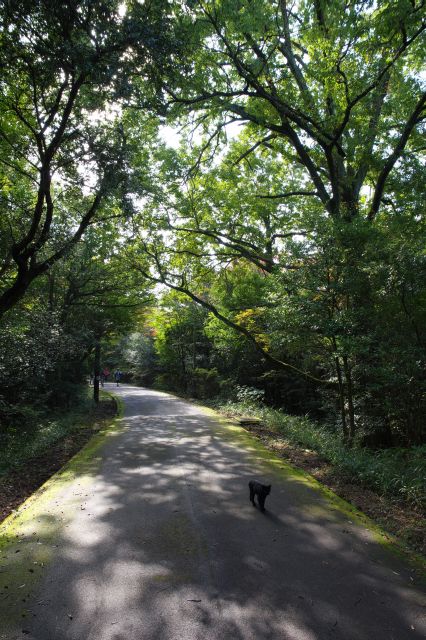 少し広くなった道、林から猫が複数現れました。