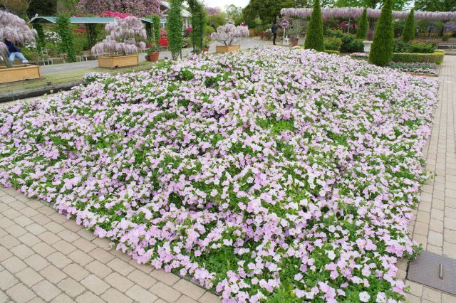 丘を埋め尽くすお花。