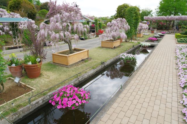 庭園の様々なお花を楽しめました。