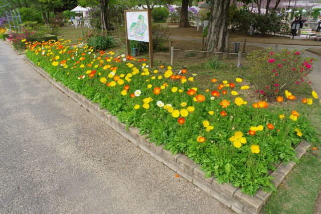 赤、オレンジ、黄色、白の色鮮やかなお花。