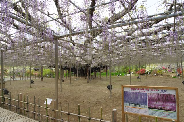 シンボルの大藤の北側の木。頭上に広大な藤棚を形成しています。