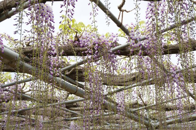 ピークより少し早いですが広範囲に垂れ下がる藤の花。