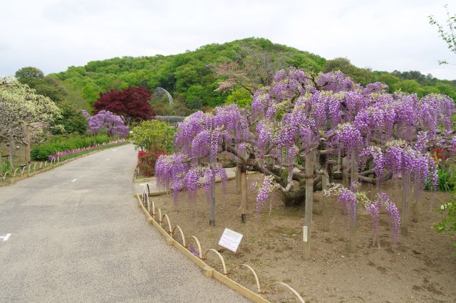 色の濃い藤の木。