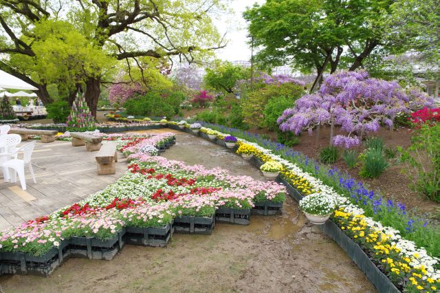 テラスの北側、色鮮やかなお花達。