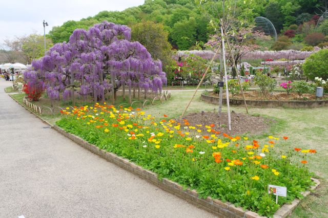 様々な色鮮やかなお花達。