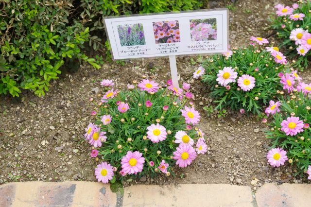 フラワーステージのお花。一部しか周れてませんが多種多様なお花を楽しめました。