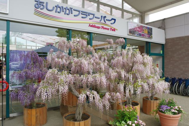 正面ゲートには藤が迎えます。