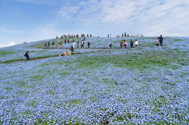 ひたち海浜公園のネモフィラの写真ページへ