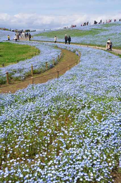 散策路の周りを彩るネモフィラ。