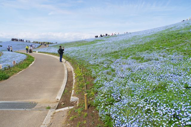 起伏ある広い丘を埋め尽くす。