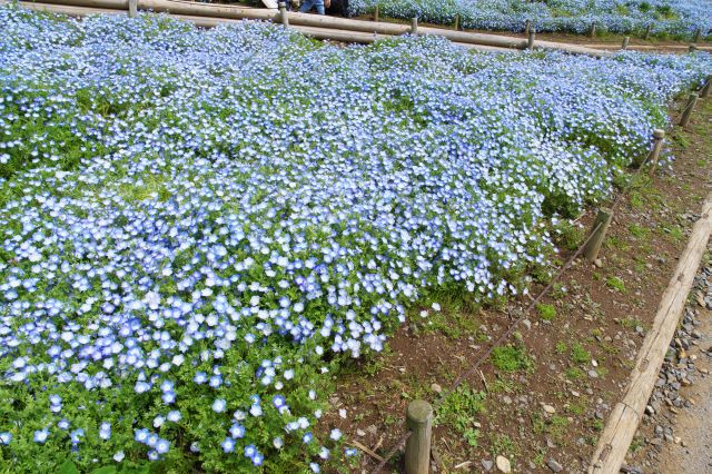 南側からの散策路、道脇のネモフィラを楽しみながら登ります。