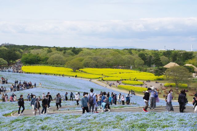 別の道からも人々が登ってきます。奥には黄色い菜の花畑。