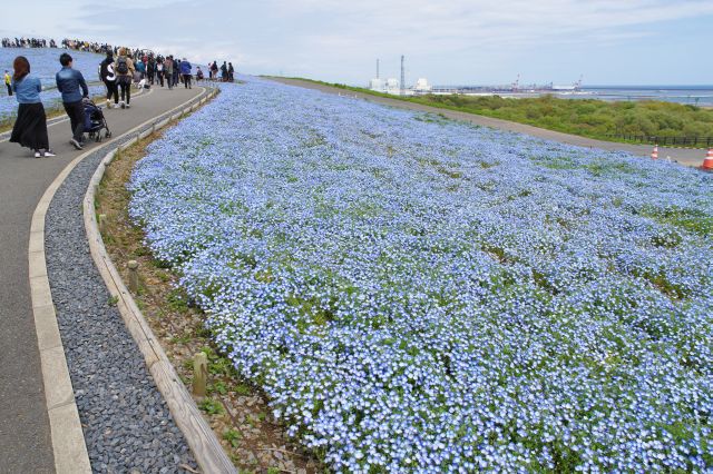 海側の斜面のネモフィラ。