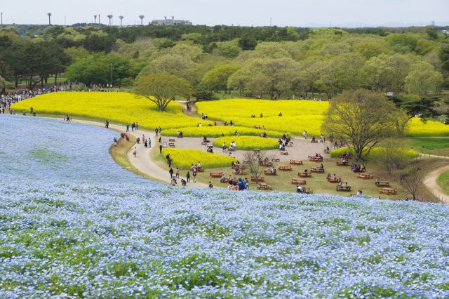 黄色い菜の花畑、青いネモフィラと好対照。