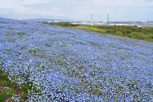 頂上に到達、沢山の人が集まり撮影しています。海側の斜面のネモフィラ。