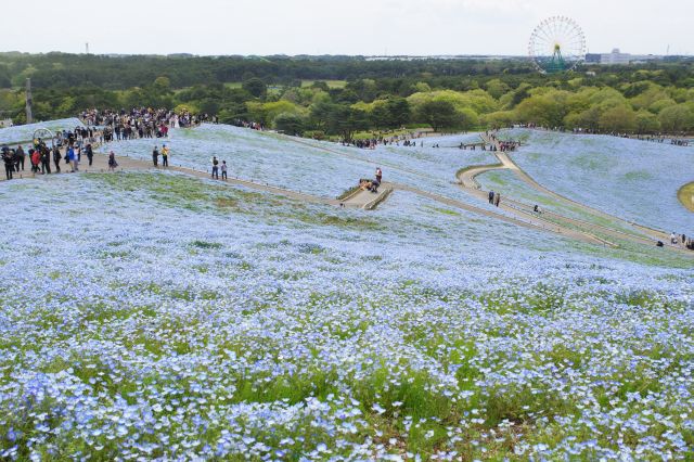 ジグザグの散策路、続々と人が登って来ます。