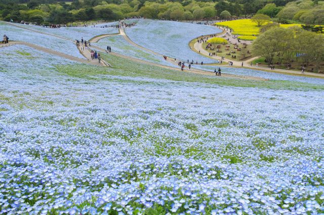 斜面に広がる広大なネモフィラ。