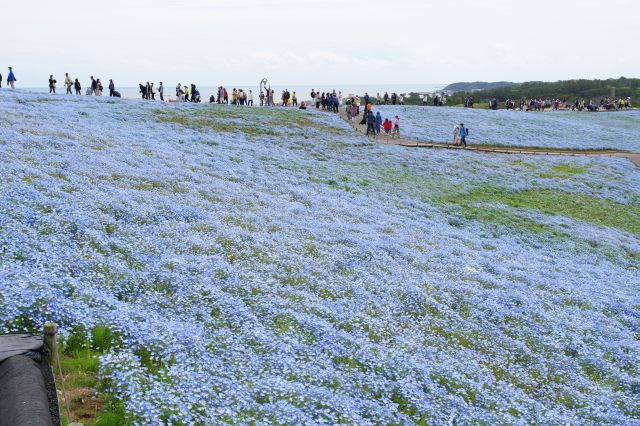 登って来た道、続々と人が登ってきます。