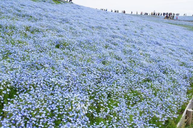 斜面にひろがるきれいなネモフィラ。