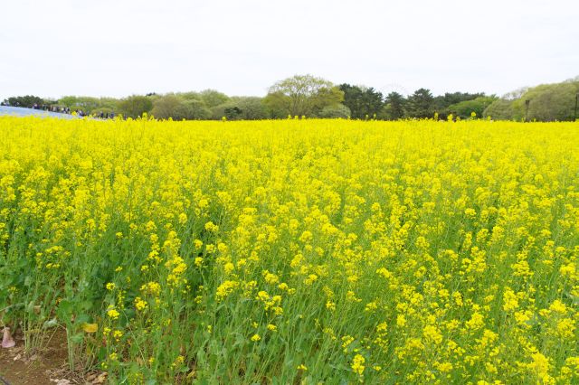 ここからは広大な菜の花畑が広がります。