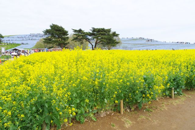 菜の花畑の道に入ります。