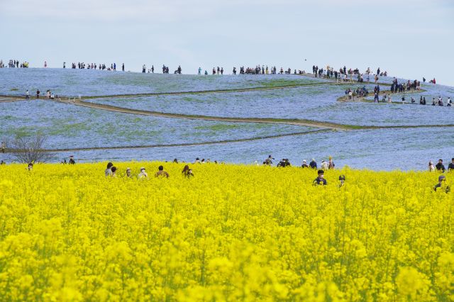 黄色の菜の花越しにみる青いネモフィラの丘という2色の世界。